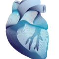 Cardiovascular-Heart-450x550